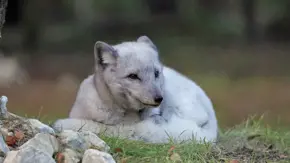 Arcticfox3 2500X1500