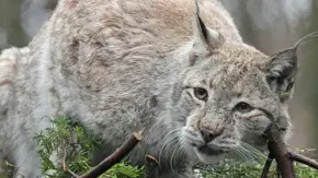 Eurasianl1 2500X1500